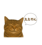 表情豊かなキジトラ（個別スタンプ：13）