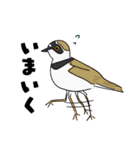 野鳥コメント（個別スタンプ：5）