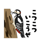 野鳥コメント（個別スタンプ：8）