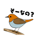 野鳥コメント（個別スタンプ：10）