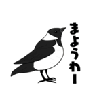 野鳥コメント（個別スタンプ：15）