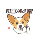 うちのイヌなど(コーギー)（個別スタンプ：13）