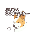 うちのイヌなど(コーギー)（個別スタンプ：31）