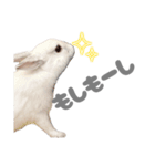 もちさんのイロイロミックス（個別スタンプ：1）