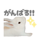 もちさんのイロイロミックス（個別スタンプ：10）
