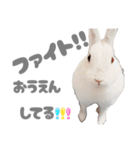 もちさんのイロイロミックス（個別スタンプ：13）
