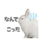 もちさんのイロイロミックス（個別スタンプ：15）