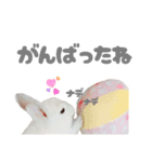 もちさんのイロイロミックス（個別スタンプ：26）