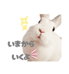もちさんのイロイロミックス（個別スタンプ：31）