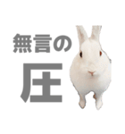 もちさんのイロイロミックス（個別スタンプ：35）