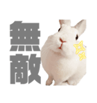 もちさんのイロイロミックス（個別スタンプ：40）