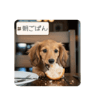ミニチュアダックスの日常☕️②（個別スタンプ：14）