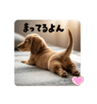 ミニチュアダックスの日常☕️②（個別スタンプ：20）