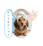 ミニチュアダックスの日常☕️②（個別スタンプ：31）