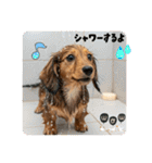 ミニチュアダックスの日常☕️②（個別スタンプ：33）