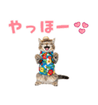 サイベリアン＆マンチカン☆でか文字夏（個別スタンプ：2）