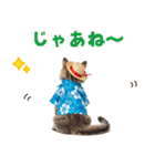 サイベリアン＆マンチカン☆でか文字夏（個別スタンプ：6）