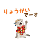 サイベリアン＆マンチカン☆でか文字夏（個別スタンプ：7）