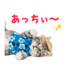 サイベリアン＆マンチカン☆でか文字夏（個別スタンプ：10）