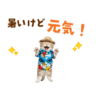 サイベリアン＆マンチカン☆でか文字夏（個別スタンプ：17）