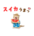 サイベリアン＆マンチカン☆でか文字夏（個別スタンプ：18）