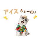 サイベリアン＆マンチカン☆でか文字夏（個別スタンプ：20）