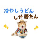 サイベリアン＆マンチカン☆でか文字夏（個別スタンプ：23）
