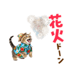 サイベリアン＆マンチカン☆でか文字夏（個別スタンプ：29）