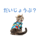 サイベリアン＆マンチカン☆でか文字夏（個別スタンプ：36）