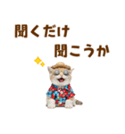 サイベリアン＆マンチカン☆でか文字夏（個別スタンプ：37）