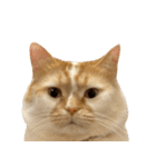 デカCAT極（個別スタンプ：1）