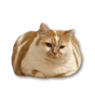 デカCAT極（個別スタンプ：2）