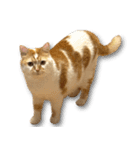 デカCAT極（個別スタンプ：3）