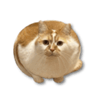 デカCAT極（個別スタンプ：4）