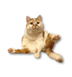 デカCAT極（個別スタンプ：6）