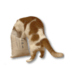 デカCAT極（個別スタンプ：7）