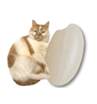 デカCAT極（個別スタンプ：9）