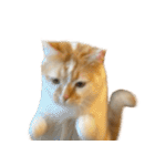 デカCAT極（個別スタンプ：10）