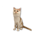 デカCAT極（個別スタンプ：11）