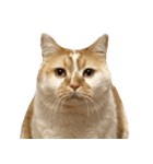 デカCAT極（個別スタンプ：12）