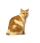 デカCAT極（個別スタンプ：13）