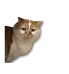 デカCAT極（個別スタンプ：14）