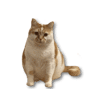 デカCAT極（個別スタンプ：15）