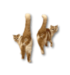 デカCAT極（個別スタンプ：16）