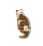 デカCAT極（個別スタンプ：19）