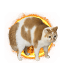 デカCAT極（個別スタンプ：21）