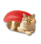 デカCAT極（個別スタンプ：30）