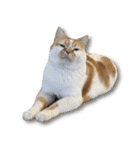 デカCAT（個別スタンプ：1）