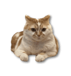 デカCAT（個別スタンプ：2）