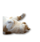 デカCAT（個別スタンプ：3）